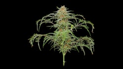 Freakshow cultivar in flower.