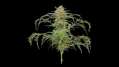 Freakshow cultivar in flower.