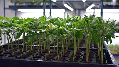 Clones400