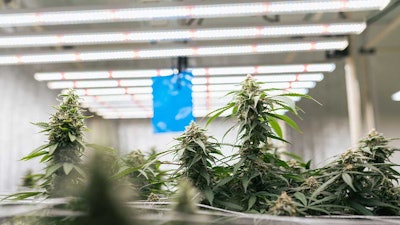 Led Cannabis Grow