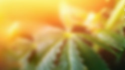 Mjsun Adobestock 393570158