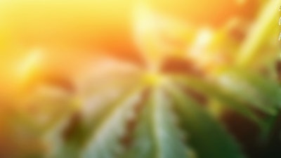 Mjsun Adobestock 393570158