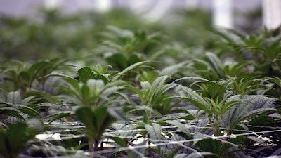 Plants 0495
