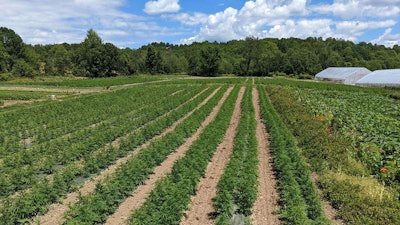 Slack Hollow Organics started growing hemp for CBD in 2018 under New York's industrial hemp pilot program before pivoting last year to grow adult-use cannabis.