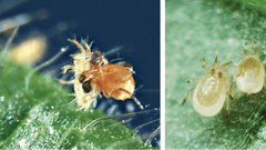 Phytoseiulus persimilis