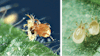 Phytoseiulus persimilis