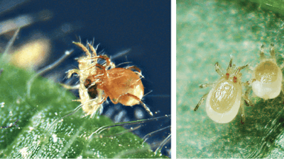 Phytoseiulus persimilis