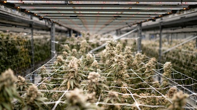 Inquiring about possible rebates for new LED lights is an essential step to any buildout. The Fluence team can assist growers with the entire rebate process.