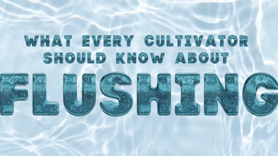 Top Story Flushing