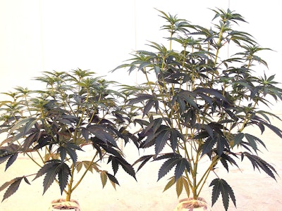 Week3 Flower