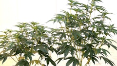 These two plants are the same cultivar three weeks into flowering: The one on the left is infected with hop latent viroid, while the other is not.