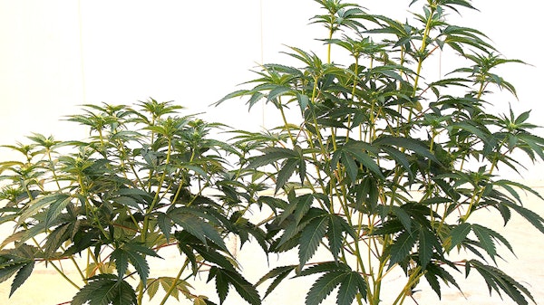 These two plants are the same cultivar three weeks into flowering: The one on the left is infected with hop latent viroid, while the other is not.