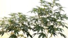 These two plants are the same cultivar three weeks into flowering: The one on the left is infected with hop latent viroid, while the other is not.