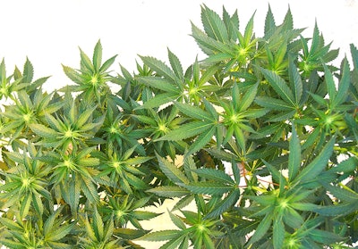 Week4 Flower