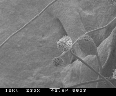 1024px Aspergillus 235 Mags 3x3 Copy