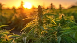 The ability to manipulate flowering time in cannabis could revolutionize cultivation practices, making outdoor commercial cultivation feasible in more places.