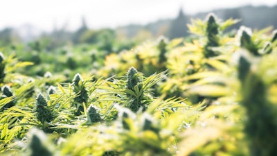 Cannabisoklahoma