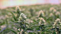 Canopy4