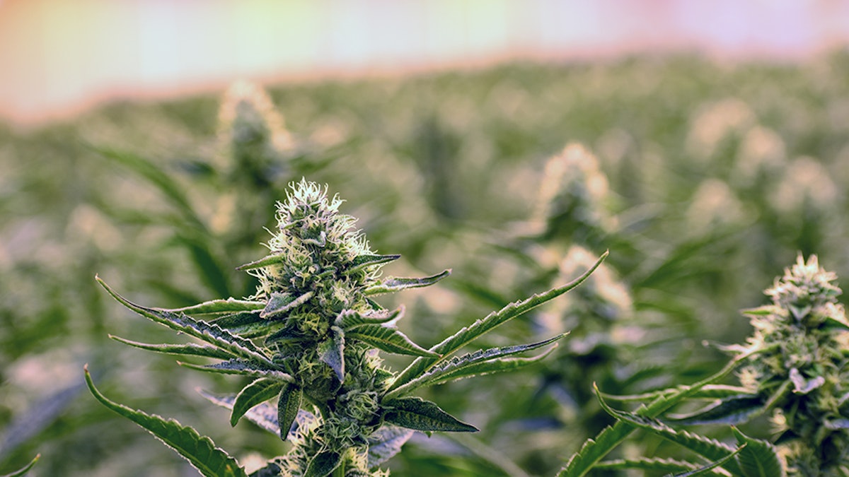Curaleaf Lays Off 49 Workers at New Jersey Cultivation Facility