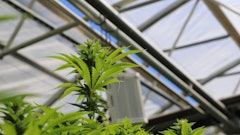 Greenhouse