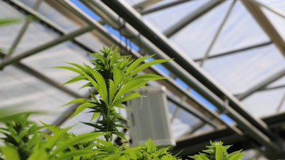 Greenhouse
