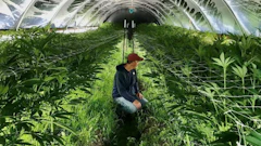 Chris Bechler, COO of Rebel Spirit Cannabis based in Eugene, Oregon.