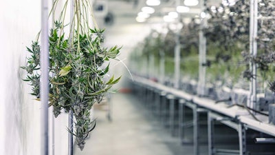 Hangharvested Adobestock 328227747