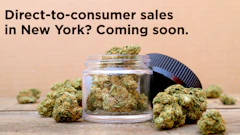 Nycannabis
