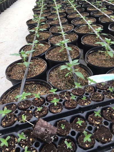 Af Hemp Fig 1