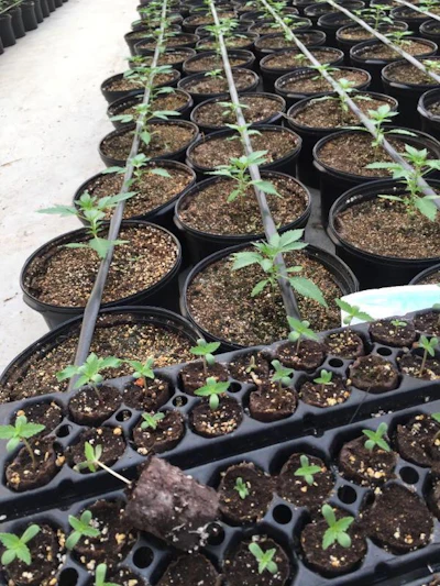 Af Hemp Fig 1