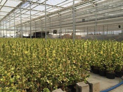 Af Hemp Greenhouse