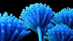 Aspergillus Adobestock 222970319