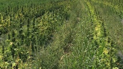 Autoflowering cannabis planted in the field as part of a trial in Western New York.