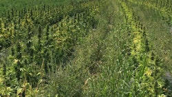 Autoflowering cannabis planted in the field as part of a trial in Western New York.