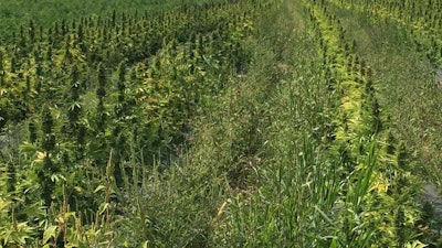 Autoflowering cannabis planted in the field as part of a trial in Western New York.