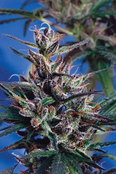 Full Width Article Image Cs1