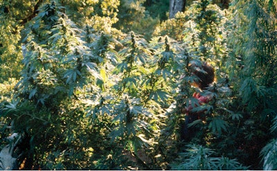 Full Width Article Image Cs2