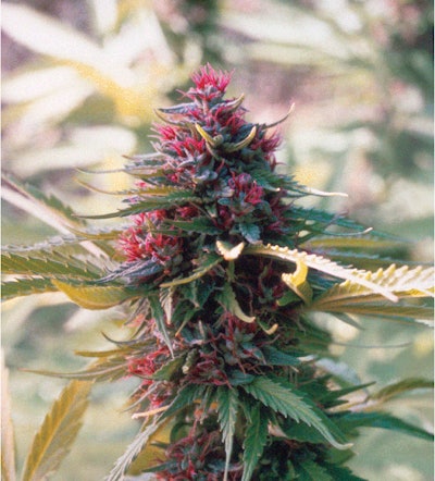 Full Width Article Image Cs3