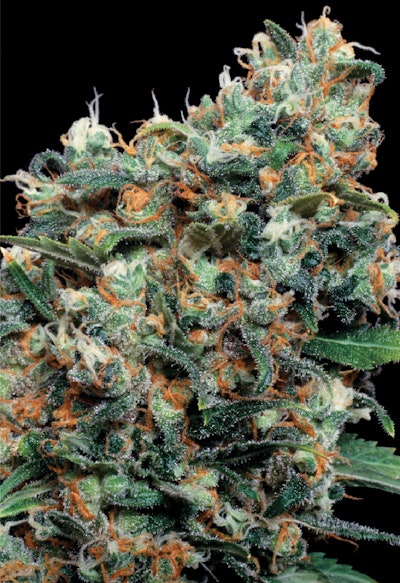 Full Width Article Image Montage1