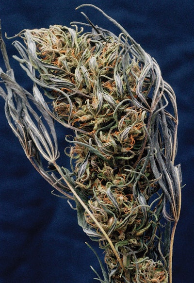 Full Width Article Image Montage2