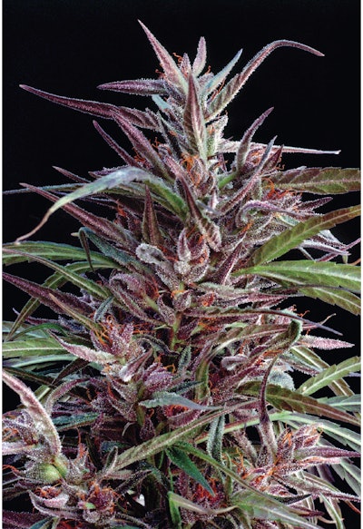 Full Width Article Image Montage3