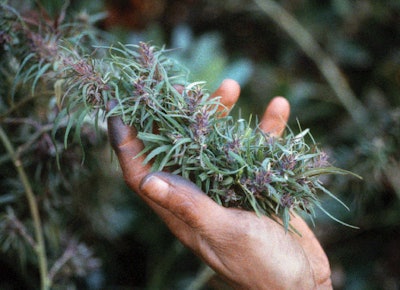 Full Width Article Image Montage4