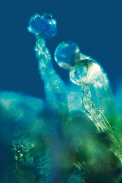 Full Width Article Image Montage6