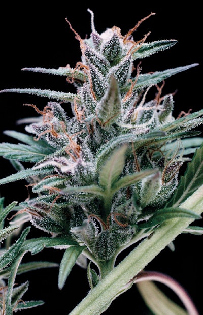 Full Width Article Image Montage8