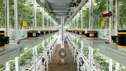 Oakfruitland opened as a single-level grow but converted to a two-tier system to increase production efficiencies in California's competitive market.