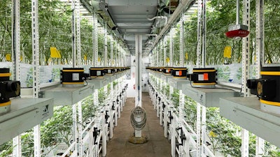 Oakfruitland opened as a single-level grow but converted to a two-tier system to increase production efficiencies in California's competitive market.