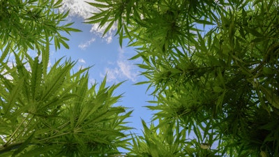 Plants1