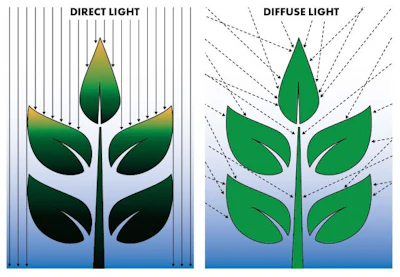 Pot Plants Benefit From Diffuse Glass Or 034 Web