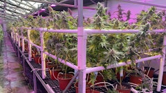 Intercanopy lighting research in StateHouse's California-based cultivation facility.