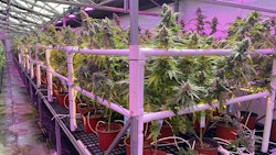 Intercanopy lighting research in StateHouse's California-based cultivation facility.